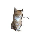 しまねこサンクレチン（個別スタンプ：4）
