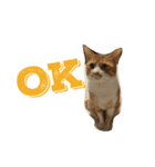 しまねこサンクレチン（個別スタンプ：6）