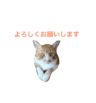しまねこサンクレチン（個別スタンプ：8）