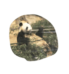 Pretty happy Panda chan（個別スタンプ：2）