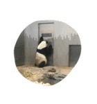 Pretty happy Panda chan（個別スタンプ：3）