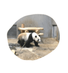 Pretty happy Panda chan（個別スタンプ：7）