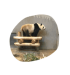Pretty happy Panda chan（個別スタンプ：8）