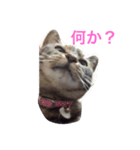 モモと姫のなにげなトーク（個別スタンプ：1）
