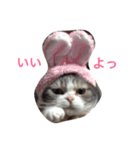 モモと姫のなにげなトーク（個別スタンプ：3）
