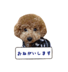 トイプーfamily（個別スタンプ：1）