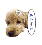 トイプーfamily（個別スタンプ：2）