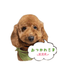 トイプーfamily（個別スタンプ：3）