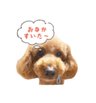 トイプーfamily（個別スタンプ：4）