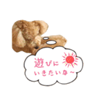 トイプーfamily（個別スタンプ：5）