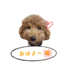 トイプーfamily（個別スタンプ：6）