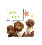 トイプーfamily（個別スタンプ：7）