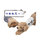 トイプーfamily（個別スタンプ：8）