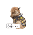 トイプーfamily（個別スタンプ：9）