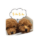 トイプーfamily（個別スタンプ：13）