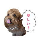 トイプーfamily（個別スタンプ：17）