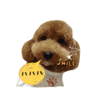 トイプーfamily（個別スタンプ：18）
