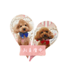 トイプーfamily（個別スタンプ：21）