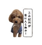 トイプーfamily（個別スタンプ：23）