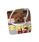 ボルちゃんず（個別スタンプ：3）