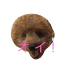 ボルちゃんず（個別スタンプ：5）
