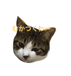 わがまま猫なつめ（個別スタンプ：2）