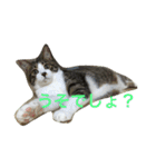 わがまま猫なつめ（個別スタンプ：3）