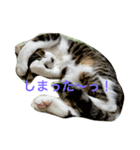 わがまま猫なつめ（個別スタンプ：4）