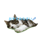 わがまま猫なつめ（個別スタンプ：5）