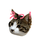 わがまま猫なつめ（個別スタンプ：6）
