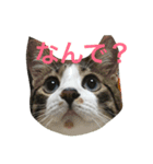 わがまま猫なつめ（個別スタンプ：7）