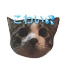 わがまま猫なつめ（個別スタンプ：8）