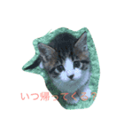 わがまま猫なつめ（個別スタンプ：10）