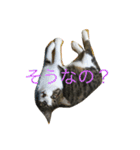 わがまま猫なつめ（個別スタンプ：11）