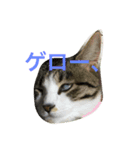 わがまま猫なつめ（個別スタンプ：12）