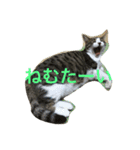 わがまま猫なつめ（個別スタンプ：14）