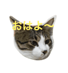 わがまま猫なつめ（個別スタンプ：15）