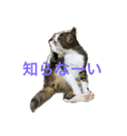 わがまま猫なつめ（個別スタンプ：16）