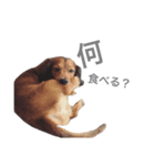 てんのん（個別スタンプ：4）