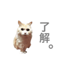 てんのん（個別スタンプ：9）