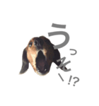 てんのん（個別スタンプ：13）