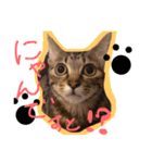 ちょっと使いづらい猫のスタンプ（個別スタンプ：1）