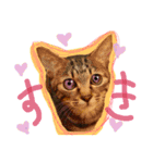 ちょっと使いづらい猫のスタンプ（個別スタンプ：2）