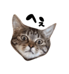 ちょっと使いづらい猫のスタンプ（個別スタンプ：7）