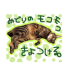 ちょっと使いづらい猫のスタンプ（個別スタンプ：8）
