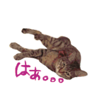 ちょっと使いづらい猫のスタンプ（個別スタンプ：10）