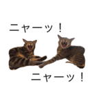 ちょっと使いづらい猫のスタンプ（個別スタンプ：14）