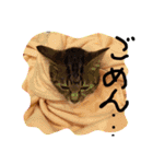 ちょっと使いづらい猫のスタンプ（個別スタンプ：15）