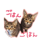 ちょっと使いづらい猫のスタンプ（個別スタンプ：17）