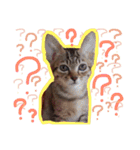ちょっと使いづらい猫のスタンプ（個別スタンプ：18）